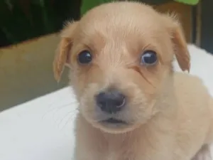 Cachorro raça SRD-ViraLata idade 2 a 6 meses nome caramelo