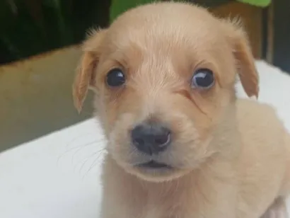 Cachorro raça SRD-ViraLata idade 2 a 6 meses nome caramelo