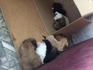 Cachorro raça SRD-ViraLata idade Abaixo de 2 meses nome Filhotes