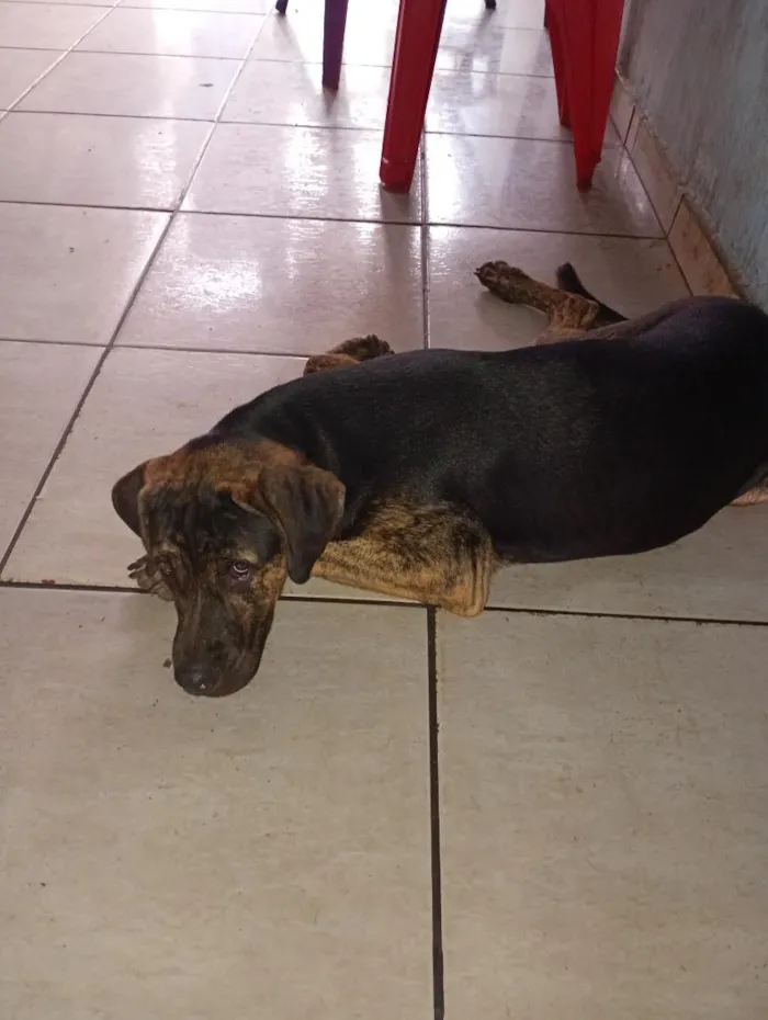 Cachorro raça SRD-ViraLata idade 1 ano nome betove 