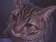 lil