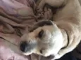 Bob