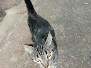 Gato raça SRD-ViraLata idade 7 a 11 meses nome não tem nome