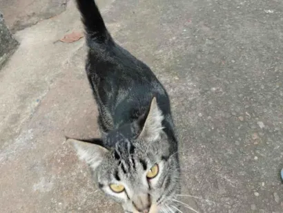 Gato raça SRD-ViraLata idade 7 a 11 meses nome não tem nome