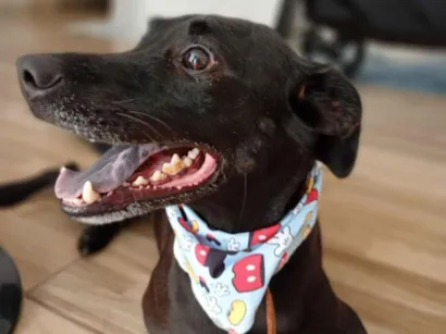 Cachorro raça SRD-ViraLata idade 4 anos nome CJ