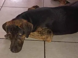 Cachorro raça SRD-ViraLata idade 1 ano nome betove 
