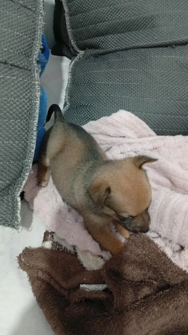 Cachorro raça SRD-ViraLata idade Abaixo de 2 meses nome Lua 