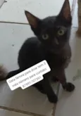 nina