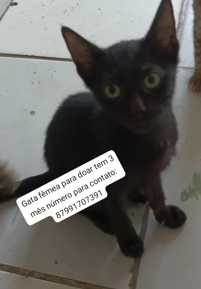 Gato raça SRD-ViraLata idade 2 a 6 meses nome nina