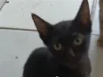 nina