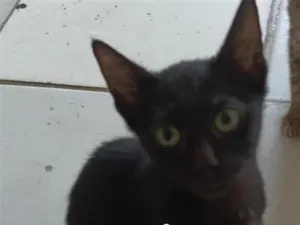 Gato raça SRD-ViraLata idade 2 a 6 meses nome nina