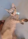 jade