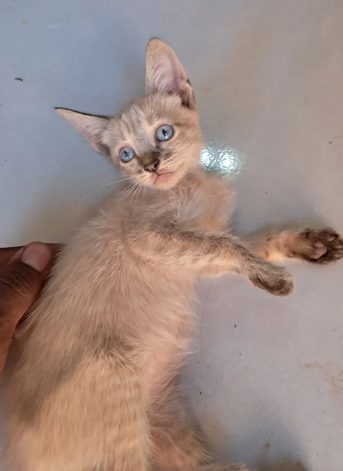 Gato raça SRD-ViraLata idade 2 a 6 meses nome jade