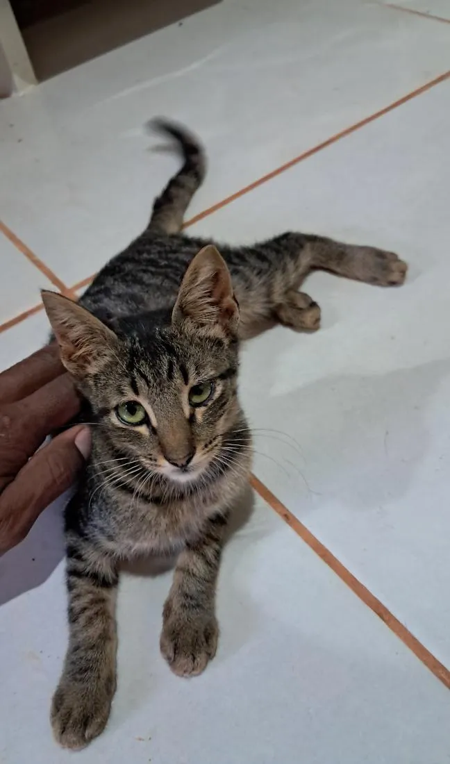 Gato raça SRD-ViraLata idade 2 a 6 meses nome flash