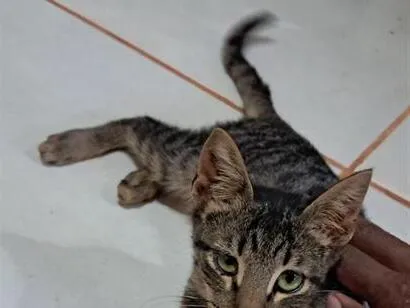 Gato raça SRD-ViraLata idade 2 a 6 meses nome flash