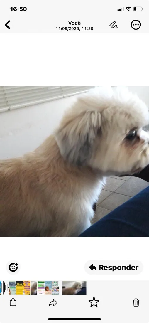 Cachorro raça Shitzu idade 6 ou mais anos nome Sushi 