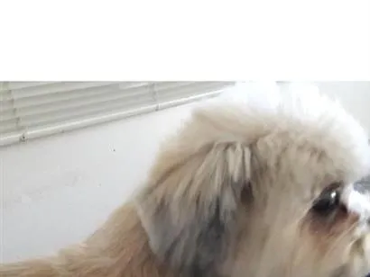 Cachorro raça Shitzu idade 6 ou mais anos nome Sushi 