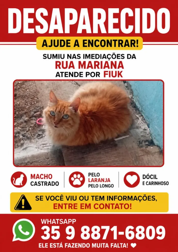 Gato raça SRD-ViraLata idade 6 ou mais anos nome fiuk
