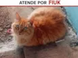 fiuk