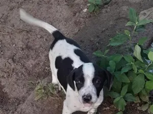 Cachorro raça SRD-ViraLata idade 2 a 6 meses nome sem nome