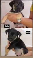 2 cachorros Macho