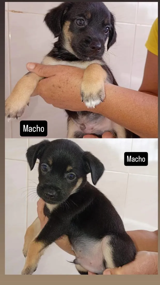 Cachorro raça SRD-ViraLata idade Abaixo de 2 meses nome 2 cachorros Macho