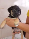 2 cachorros Macho