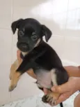 2 cachorros Macho