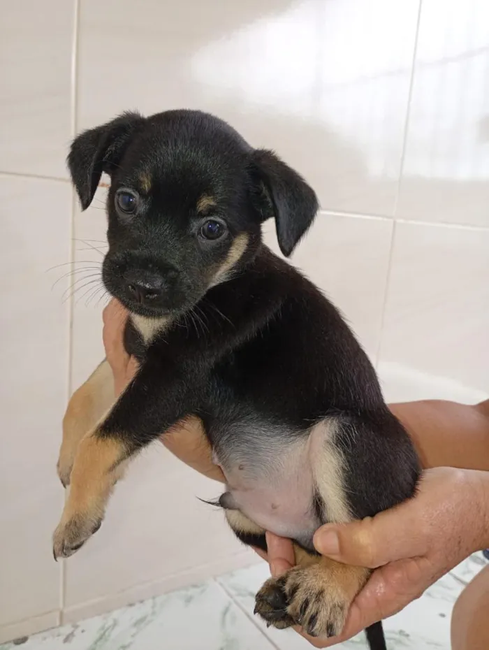 Cachorro raça SRD-ViraLata idade Abaixo de 2 meses nome 2 cachorros Macho