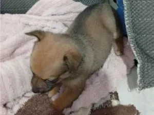 Cachorro raça SRD-ViraLata idade Abaixo de 2 meses nome Lua 