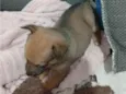 Lua