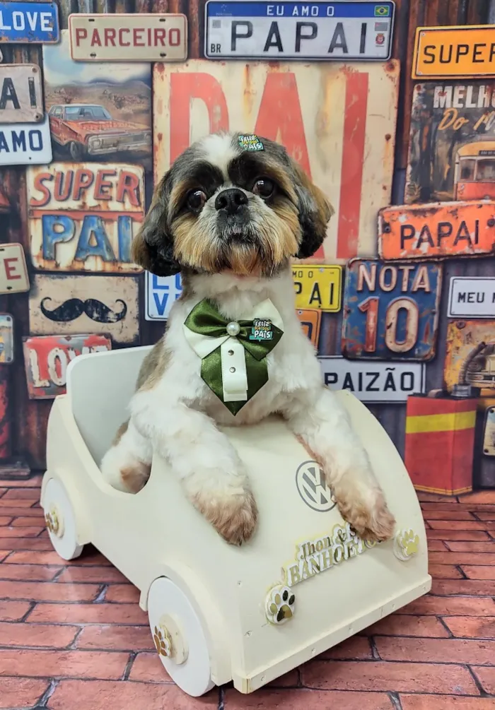 Cachorro raça Shitzu idade 5 anos nome look