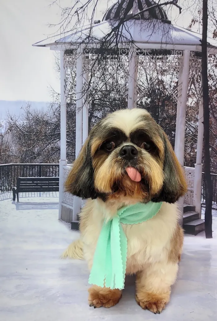 Cachorro raça Shitzu idade 5 anos nome look