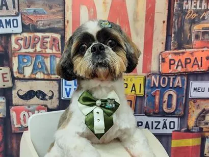 Cachorro raça Shitzu idade 5 anos nome look