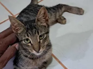 Gato raça SRD-ViraLata idade 2 a 6 meses nome flash
