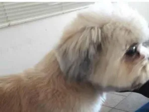 Cachorro raça Shitzu idade 6 ou mais anos nome Sushi 
