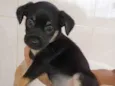2 cachorros Macho