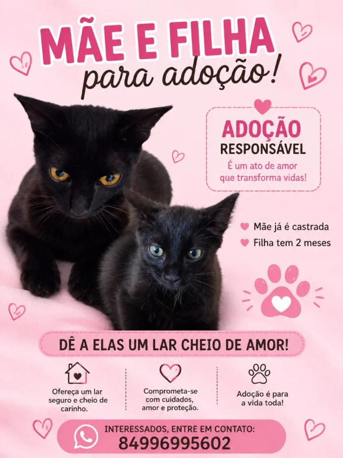 Gato raça Angorá idade 2 a 6 meses nome Emília e mel