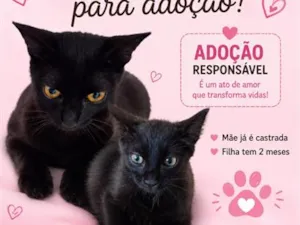 Gato raça Angorá idade 2 a 6 meses nome Emília e mel