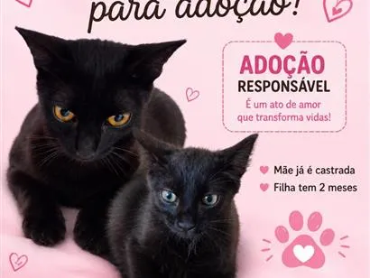 Gato raça Angorá idade 2 a 6 meses nome Emília e mel
