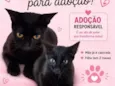 Emília e mel