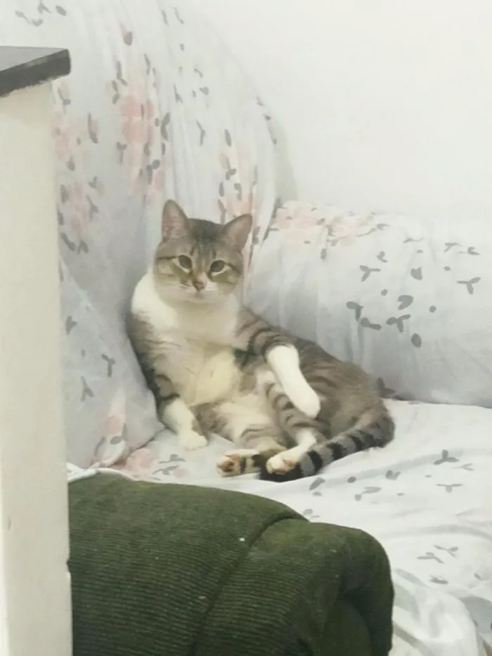 Gato raça SRD-ViraLata idade 3 anos nome Epson