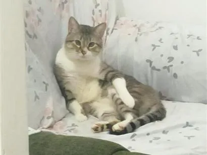 Gato raça SRD-ViraLata idade 3 anos nome Epson