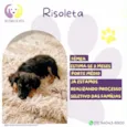 Risoleta