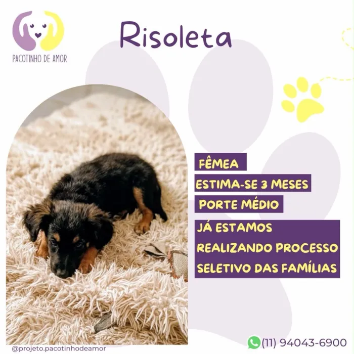 Cachorro raça SRD-ViraLata idade 2 a 6 meses nome Risoleta