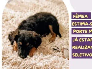 Cachorro raça SRD-ViraLata idade 2 a 6 meses nome Risoleta