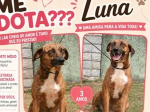 Cachorro raça SRD-ViraLata idade 3 anos nome Luna