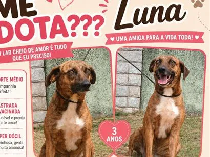 Cachorro raça SRD-ViraLata idade 3 anos nome Luna