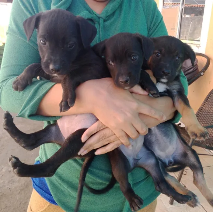 Cachorro raça SRD-ViraLata idade Abaixo de 2 meses nome Cadelas