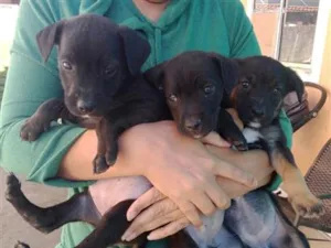 Cachorro raça SRD-ViraLata idade Abaixo de 2 meses nome Cadelas